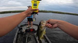 Back Bay Bass Fishing  Sandbridge Virginia  We Caught Them on FROGS [upl. by Lynda]