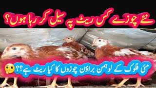 Lohmann brown chicks rate of new flock [upl. by Midan]