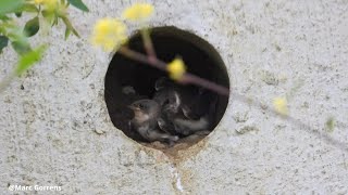 Oeverzwaluw ouder sleurt bange jongen uit nest naar buiten om te vliegen Grobbendonk 14 juni 2024 [upl. by Radburn]