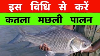 कतला मछली पालन ऐसे करें ।। 1साल में 3 kg की ऐसे करें ।। Catla Fish Farming [upl. by Divaj]