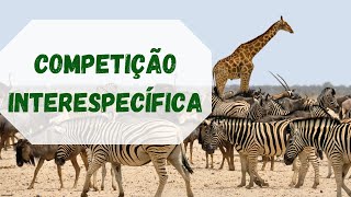 Interações ecológicas COMPETIÇÃO INTERESPECÍFICA [upl. by Naghem]