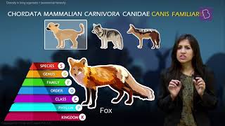 Taxonomy and Taxonomic Hierarchy Biological Classification of Living Things [upl. by Ynehteb]