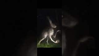 humanoid rabbit 🚶‍♂️🐇edit  edit capcut recommended trevorhenderson shorts [upl. by Keli]