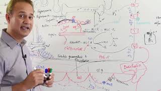 Physiology of Nitric Oxide  Cardiovascular System [upl. by Tnelc937]