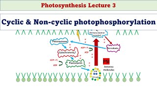 Cyclic and Noncyclic photophosphorylation  Photosynthesis L3 [upl. by Aniluap227]