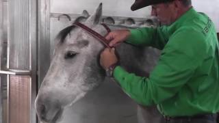 How To Put a Headcollar on a Foal HorseHowTo [upl. by Aver838]