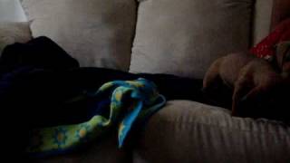 Dachshund Puppies Barking and Playing [upl. by Winters]