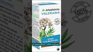 🌿 Beneficios Valeriana officinalis🌿 [upl. by Torrlow465]