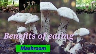 Benefits Of Eating Mashroom ll Vitamin D [upl. by Bortz]