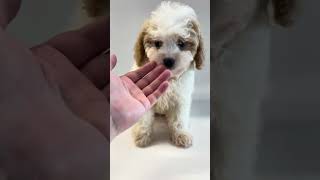 Cutie Cavachon alert puppy cute pets [upl. by Aicenert]