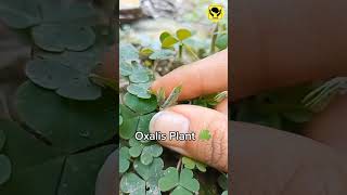 Oxalis Plant Ballistic Dispersal Mechanism amazingfacts [upl. by Anilyx]