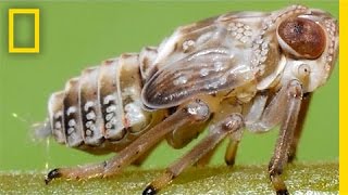 This Insect Has Natural Gears in Its Legs  National Geographic [upl. by Olette319]