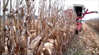 IH 615 Combine in Corn 2015 [upl. by Siletotsira]