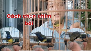 Cách chọn chim hút mật 5màu tố chất  cần miền tây [upl. by Stevens340]