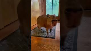 Capybaras Make Noise 🤯 [upl. by On]