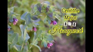 Growing Cerinthe  Shrimp plant  Sowing pinching amp collecting seed [upl. by Silva394]