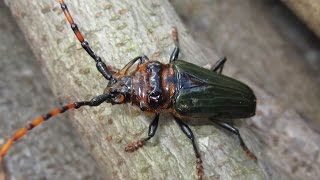 Besouro SerraPau  Longhorn Beetle Retrachydes thoracicus [upl. by Luiza788]