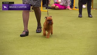 Brussels Griffons  Breed Judging 2024 [upl. by Silberman]