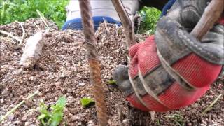 Su Boe Anno II  La potatura delle barbatelle Pruning new vines training pruning Reprise [upl. by Nomzed]