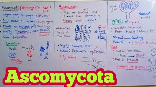 Ascomycota  Ascomycetes SacFungi  Biology 11th  Chapter 8 Fungi [upl. by Sille177]