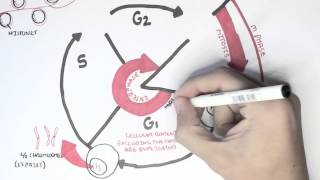 Cell Cycle Overview Interphase [upl. by Amalbergas]