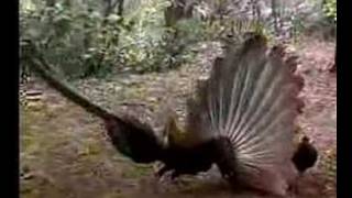 Funny birds mating Mc Hammer [upl. by Aneek839]