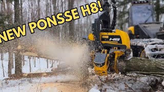 Brand New Ponsse H8 Active Speed In Hardwood [upl. by Pallaten]