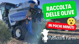 Come Raccogliere le Olive nel Superintensivo [upl. by Airotnes]