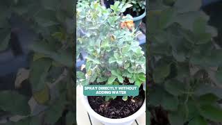 Spray to prevent plant diseases  link in bio🥇namrose greenrose rosegarden gardening rose [upl. by Lleinad519]