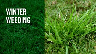 Winter Lawn Care Products  Treating and Preventing Lawn Weeds [upl. by Laughlin]