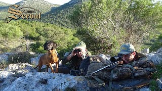 Mouflon  Hunting in Croatia  Dugi Otok Mufflon  Jagd in Kroatien [upl. by Ecirbaf256]