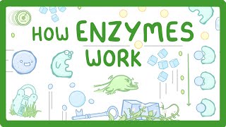 GCSE Biology  What are Enzymes [upl. by Vins144]