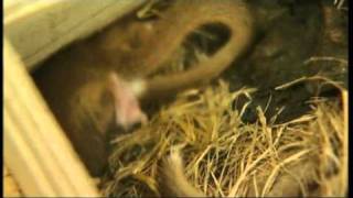 Wildwoods Dormice Breeding Programme [upl. by Elesig]