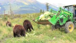 Brown Bears vs Veggies [upl. by Attolrahc]