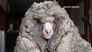 Rescued Australian sheep freed from wool weighing 78 pounds [upl. by Sandeep]