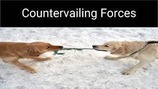 The Countervailing Forces Model [upl. by Odelia]