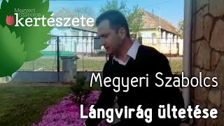 Talajtakaró növények ültetése Phlox  Lángvirág ültetése  Megyeri Kertészet [upl. by Enomsed]