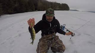 Ice Perch Fishing  Pêche sur glace à la Perchaude sur le Memphremagog [upl. by Karie136]