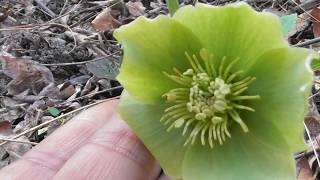 Helleborus odorus fragrant hellebore the plant’s toxic leaves stems and roots which are poisonous [upl. by Keon]