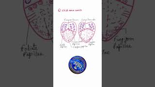 Anatomy Quiz on Tongue shorts anatomy tongue [upl. by Jala334]