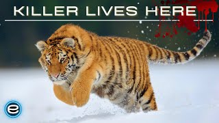 Russias Wild Tiger  The Incredible Big Cat  Wildlife documentary [upl. by Eltsyrk342]