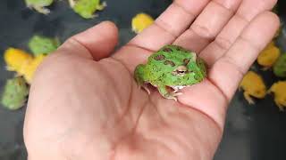 Cute Tiny Pacman Frog  Chatuchak Market  Bangkok Thailand [upl. by Anom]