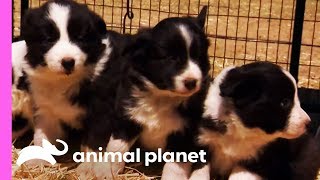 Baby Border Collies Start Learning To Herd  Too Cute [upl. by Ahsaercal]