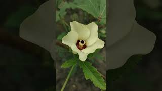 ঢেঁড়শ ফুলAbelmoschus esculentus flowers vegetables food beautiful beauty garden nature [upl. by Downe]