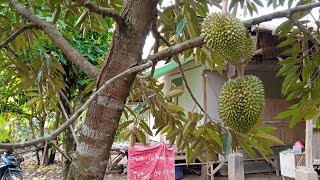 Jual Kebun Durian 98 Pohon 2 Unit Rumah Singgah Villa Kolam IKAN Surat sertifikat hak milik LT 12ha [upl. by Yziar]