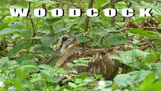 Eurasian WOODCOCK bird sounds at night and the nest [upl. by Vanden779]