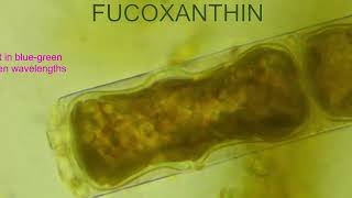 FUCOXANTHIN IN DIATOMS [upl. by Aleirbag]