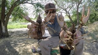 Cangrejos De Rio Con Cerbatana Y Trampa  Caza Y Pesca [upl. by Llekim]