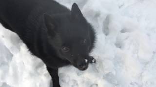 Snow day for Schipperke [upl. by Cicily]