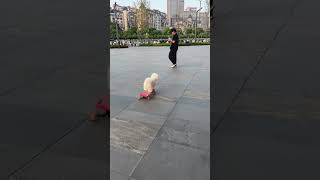 Unbelievable skateboarding skills of an adorable dog shorts [upl. by Zehe325]